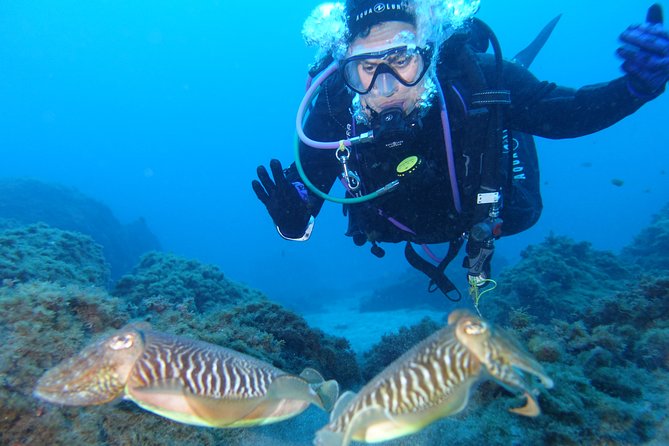 guided Scuba Diving on Tenerife (for certified divers) - What Jasper and the team actually do for certified divers
