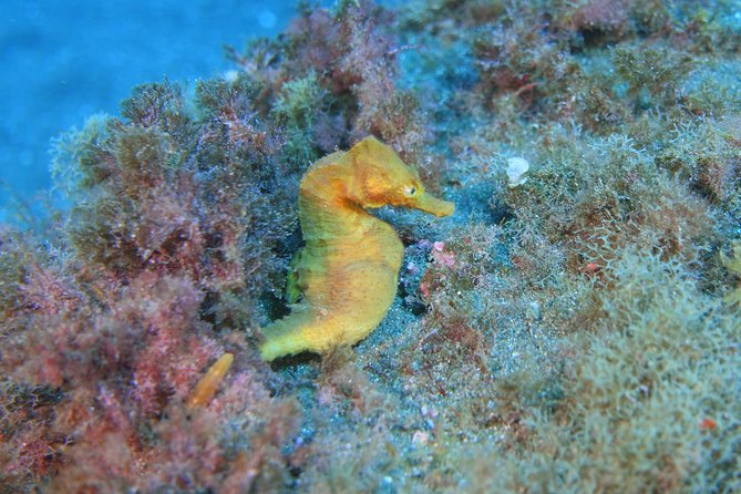 guided Scuba Diving on Tenerife (for certified divers) - The real itinerary rhythm, from gear up to underwater sites around the island