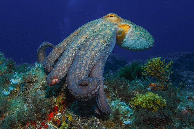 guided Scuba Diving on Tenerife (for certified divers) - What you might see: fish, sting rays, turtles, and nudibranchs