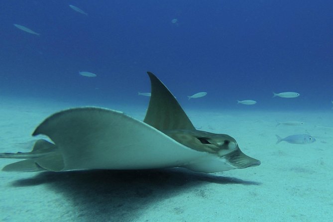 guided Scuba Diving on Tenerife (for certified divers) - Gear, insurance, and what you should plan to bring yourself