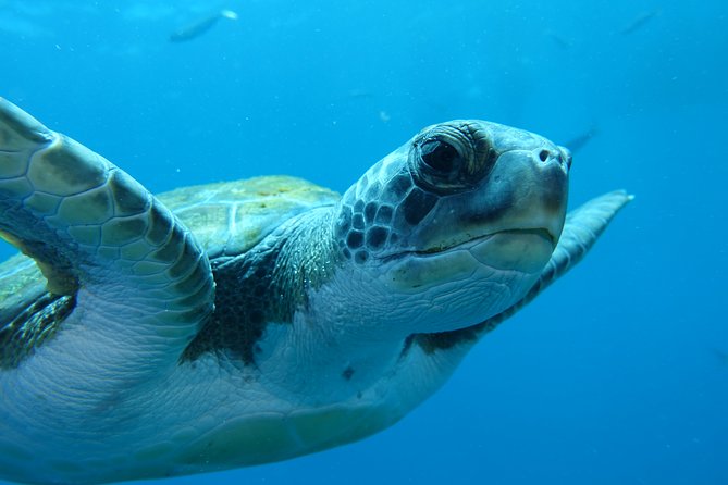 guided Scuba Diving on Tenerife (for certified divers) - Price and value: is $180.20 for about 6 hours a fair deal?