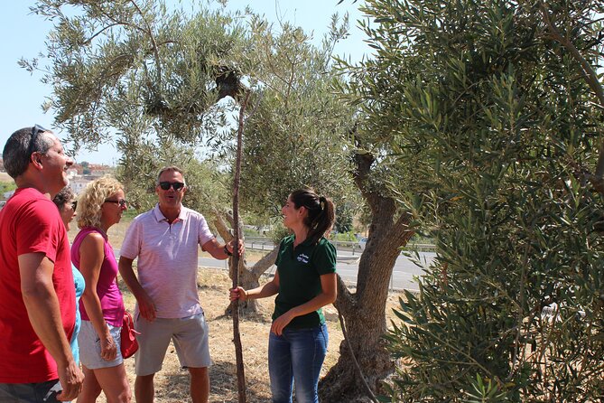 Guided tour and olive oil tasting in Alhaurin el Grande (Málaga) - Aceites Molisur in Alhaurín el Grande: what this 90 minutes is really like