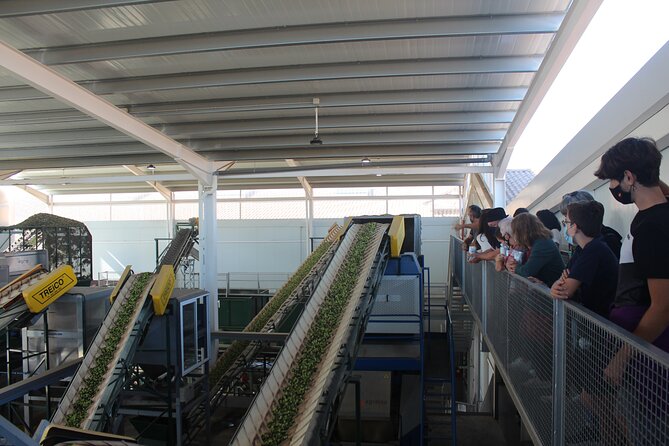 Guided tour and olive oil tasting in Alhaurin el Grande (Málaga) - The exclusive stainless steel winery visit and valley views