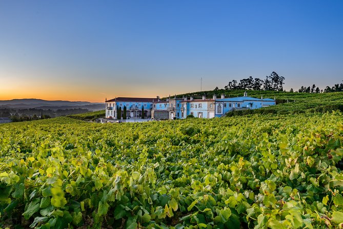 Guided tour of Bodegas Granbazán - Vineyard time: seeing the planting story in real space