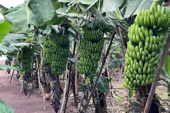 Guided tour of the Banana World - Banana World at Trasmontaña: a restored 1804 Canarian house