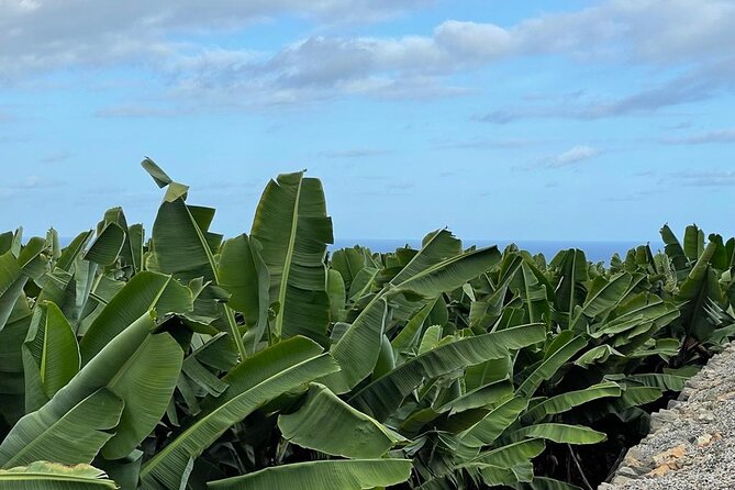 Guided tour of the Banana World - Getting there from Las Palmas or a cruise port by public bus