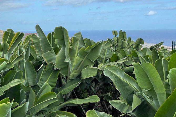 Guided tour of the Banana World - What the 50-minute route actually includes