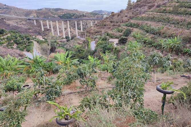 Guided Tour to the only coffee farm in Europe - Coffee Plantation in La Herradura: What Makes This Tour Different