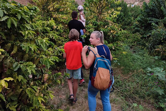 Guided Tour to the only coffee farm in Europe - Fruit, Coffee, and the End-of-Tour Buying Plan