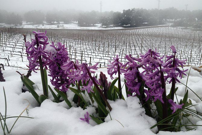 Guided tour with tasting - The winemaking route: from vine to bottle