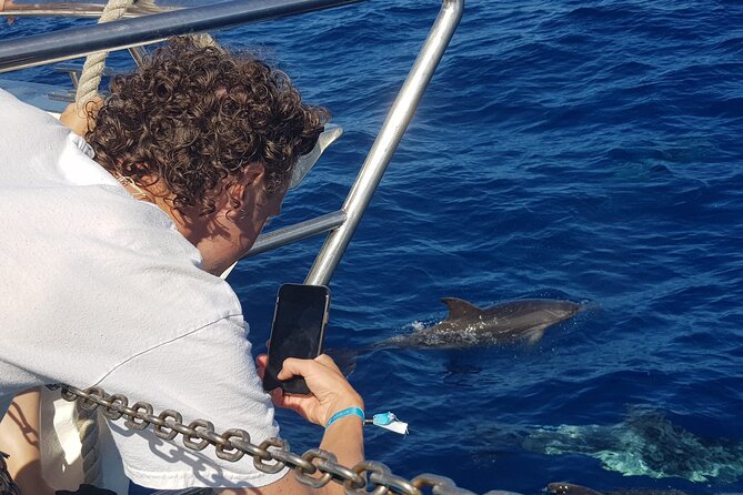 Half-Day Cruise Tour-Dolphin and Whale Watching - The swim and snorkel stop near the coast