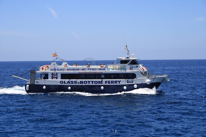 Half-Day Cruise Tour-Dolphin and Whale Watching - Wildlife odds and how to manage expectations like a pro