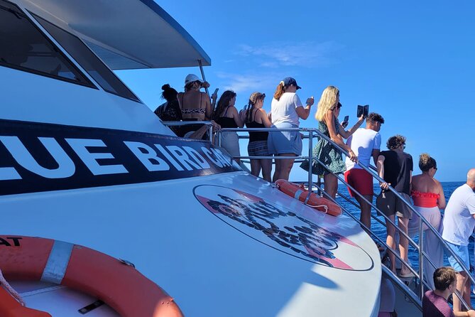 Half-Day Cruise Tour-Dolphin and Whale Watching - What you are really buying: search time for dolphins and whales