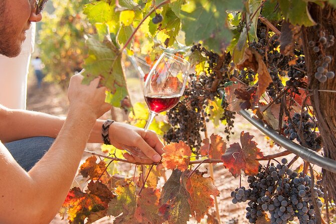 High-End Vineyard Escape: Cava, Tapas & Wine | Private Tour - The bottles that matter: Rabetllat i Vidal, Clot dels Oms, and why awards show up