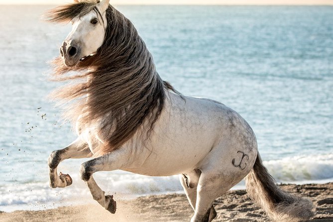 Horse and Flamenco Show in Malaga - What makes José Carlos González Guerrero’s production click