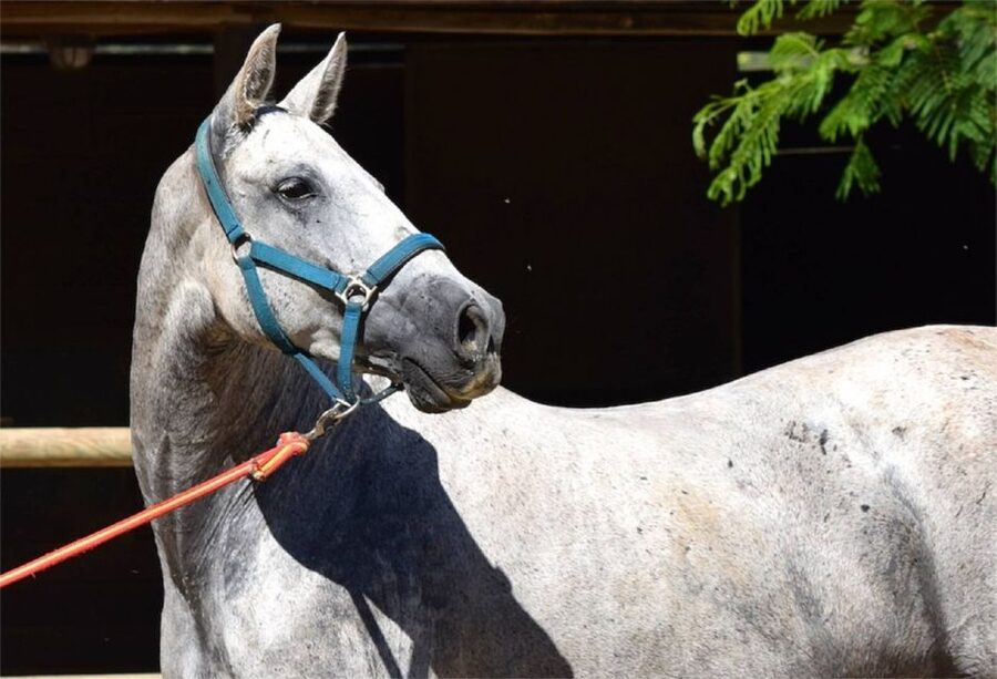 Horse-Drawn Carriage Ride Through Seville - Price and what $93 for up to 4 people really means