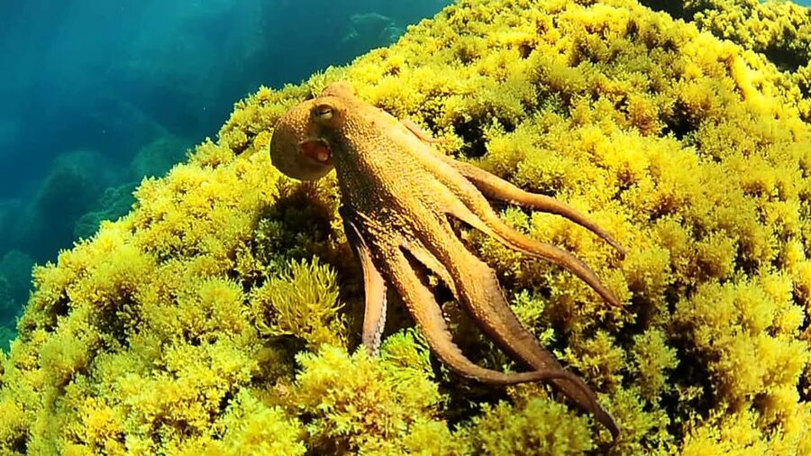 Ibiza: Snorkeling and SUP Paddle, Beach and Cave Boat Tour - Ibiza West Coast in 3 hours, two coves and a cave maybe