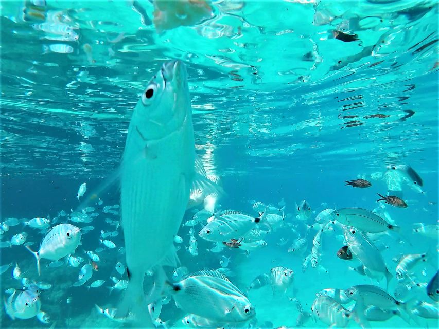 Ibiza: Snorkeling and SUP Paddle, Beach and Cave Boat Tour - Drinks and music: why the mood stays easy