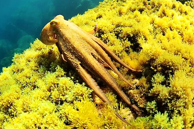 Ibiza Snorkeling Beach and Cave Tour - Stop 3: Platges de Comte for sand-bottom snorkeling