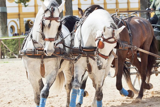 Jerez & Cadiz Winery with Tasting & Opt Horse Show from Seville - Cádiz free time: Roman ruins, market lunches, and sea air