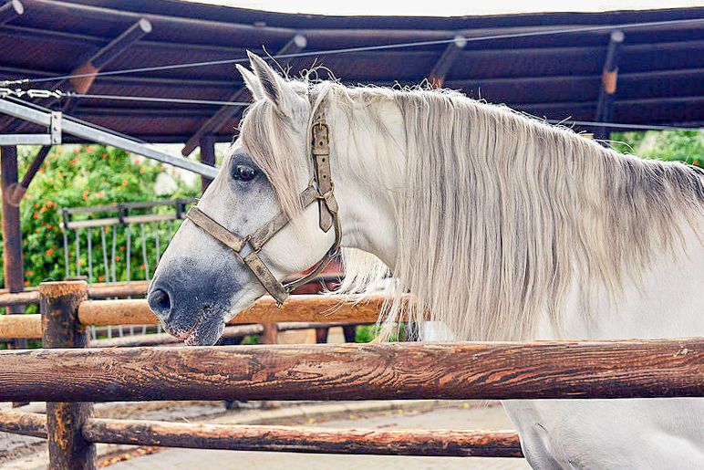 Jerez: Royal Andalusian School of Equestrian Art Admission - Guides make the difference, and you might learn a lot fast