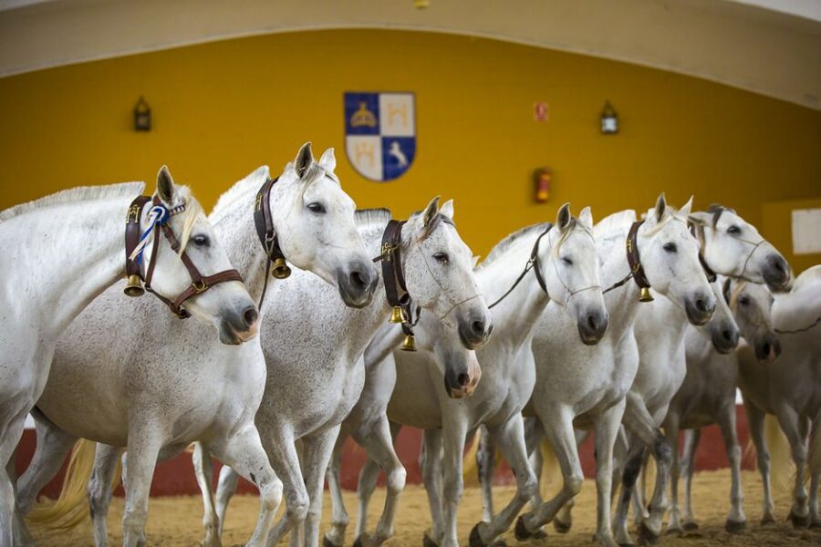 Jerez: Yeguada de la Cartuja Carthusian Horses Tour - Key Takeaways Before You Go