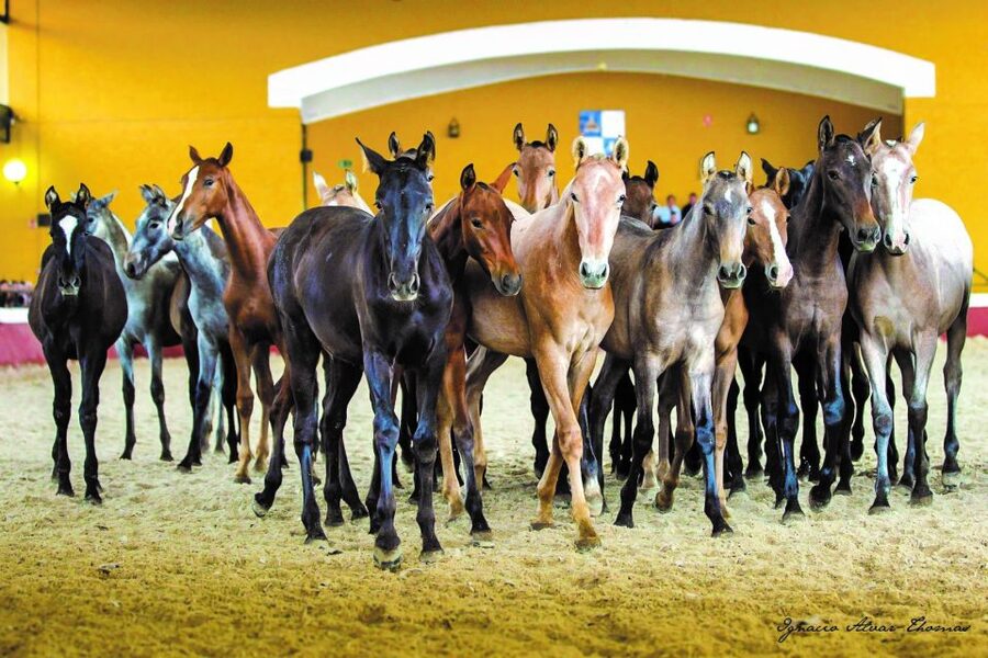 Jerez: Yeguada de la Cartuja Carthusian Horses Tour - Things to Pack and Small Rules That Actually Matter