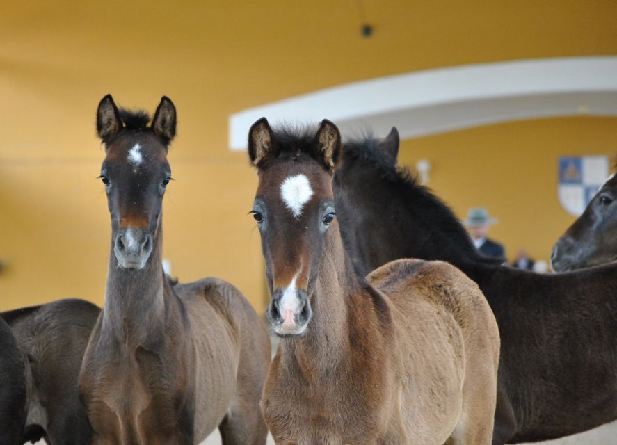 Jerez: Yeguada de la Cartuja Carthusian Horses Tour - The Setting: Fuente del Suero and the Carthusian Horse Legacy