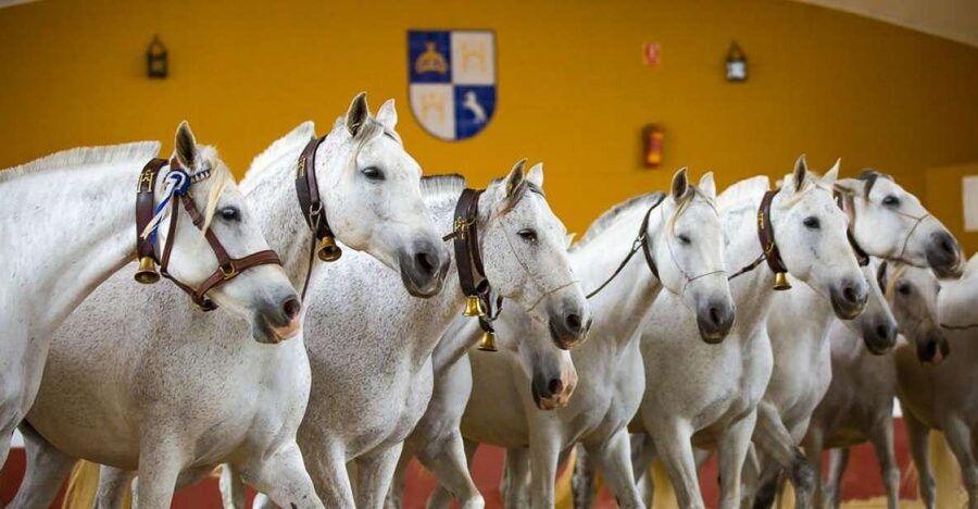 Jerez: Yeguada de la Cartuja Carthusian Horses Tour - The 2.5-Hour Format: How the Timing Feels on the Ground