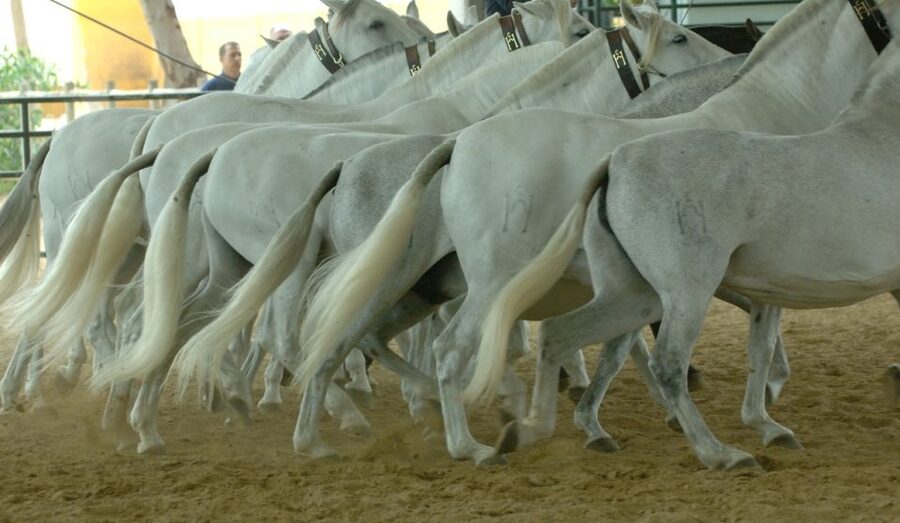 Jerez: Yeguada de la Cartuja Carthusian Horses Tour - The Arena Show: Dressage With Foals in the Mix