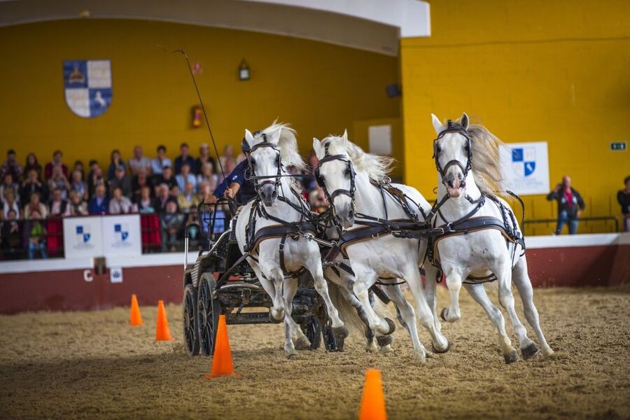 Jerez: Yeguada de la Cartuja Carthusian Horses Tour - Meeting Point and Getting There Without Stress