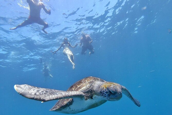 Kayak Safari with Dolphin and Turtle Watching in Guaza - Key Highlights You Should Care About