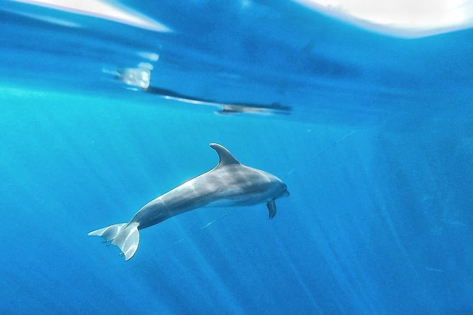 Kayak Safari with Dolphin and Turtle Watching in Guaza - The Cave of Palmar Stop: Why It Feels Special