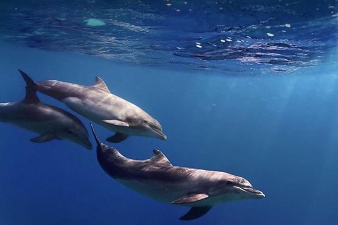 Kayak Safari with Dolphin and Turtle Watching in Guaza - What About Fitness and Safety?