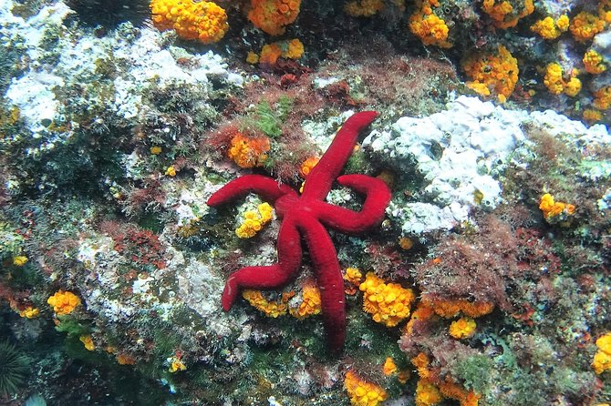 Kayak & Snorkel Tour in Cerro Gordo Natural Park, La Herradura - Snorkeling stops: the best day is when conditions cooperate