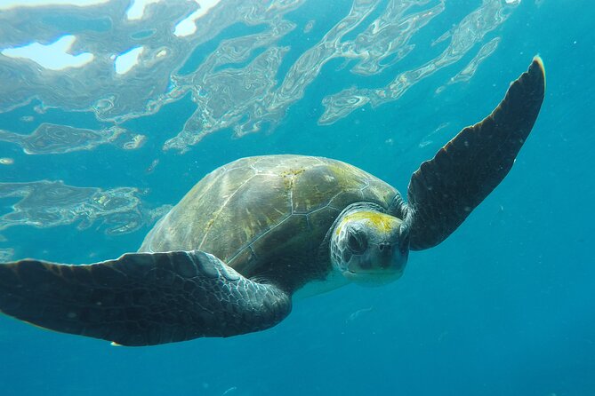 Kayaking + snorkeling with turtles - Kayaking from Los Cristianos to PalmMar rocks