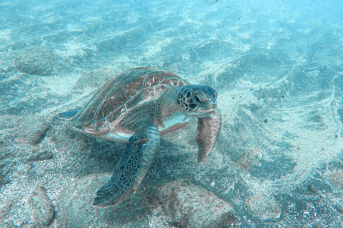 Kayaking + snorkeling with turtles - Gear, guidance, and the beginner reality check