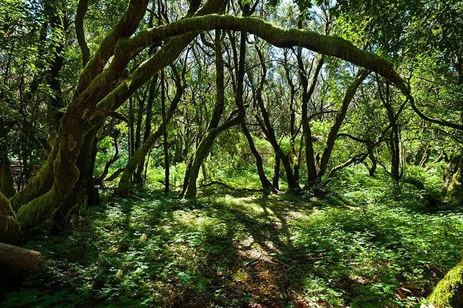 La Gomera Day Trip from Tenerife - Key Points Before You Go