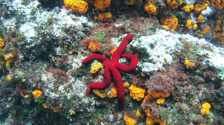 La Herradura: Cerro Gordo Natural Park Kayak & Snorkel Tour - Why Cerro Gordo feels different from a normal beach day