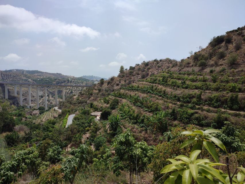 La Herradura Coffee Farm: tour in Europe's only plantation - Coffee, organic farming, and the water story you actually care about