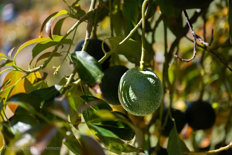 La Herradura Coffee Farm: tour in Europe's only plantation - The tropical fruit orchard walk: up to 30 crops in one visit