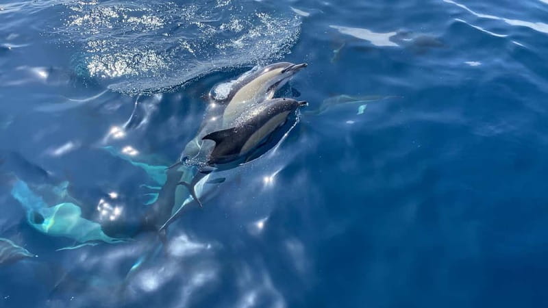 La Herradura: Sailing with a view of dolphins - Key things to know before you go