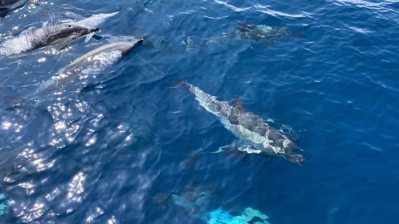 La Herradura: Sailing with a view of dolphins - Swimming, paddle board, and snorkeling time that feels worth it