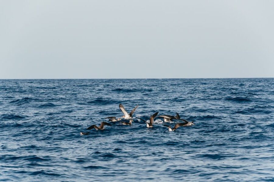 Lanzarote: 2.5-Hour Sunset and Dolphins Cruise - Who should book this Lanzarote sunset and dolphin cruise