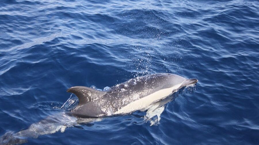 Lanzarote: 2.5-Hour Sunset and Dolphins Cruise - Puerto del Carmen setup: where the evening starts right