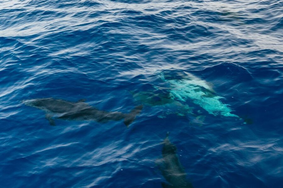Lanzarote: 2.5-Hour Sunset and Dolphins Cruise - The sunset cruise segment: why the timing feels so good