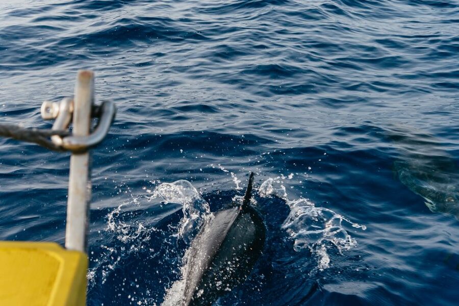 Lanzarote: 2.5-Hour Sunset and Dolphins Cruise - Logistics that matter: hotel pickup, drop-off, and timing