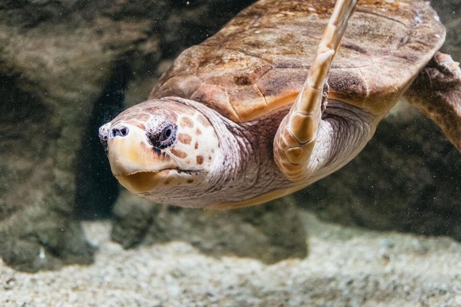 Lanzarote: Aquarium Entry Ticket - Turtle Rehabilitation Center: why this stop feels more than decorative