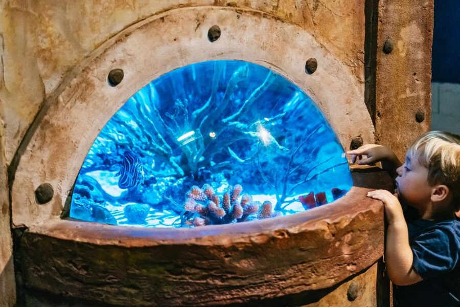 Lanzarote: Aquarium Entry Ticket - Feeding times: plan around the action, not just the displays
