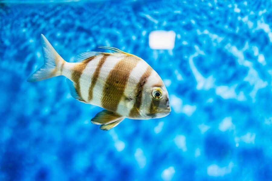 Lanzarote: Aquarium Entry Ticket - The underwater tunnel: your shark viewpoint, minus the wet part